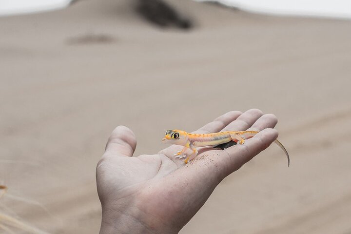 Sandwich Harbour 4x4 Guided Tour - Unforgettable Adventure