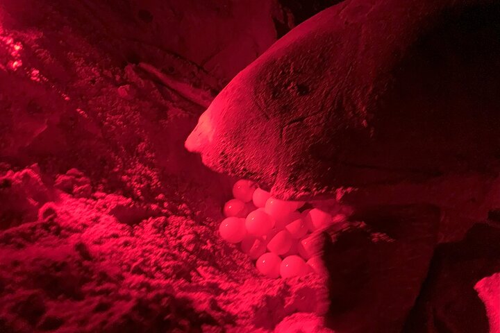 Boa Vista Turtle Watching Experience