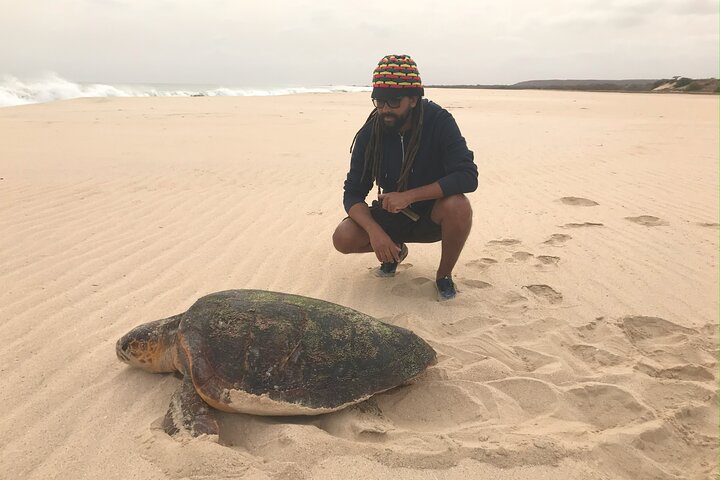 Boa Vista Turtle Watching Experience