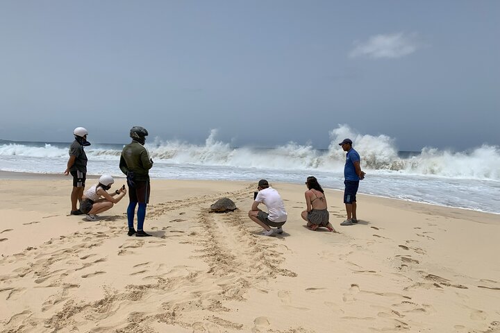 Boa Vista Turtle Watching Experience