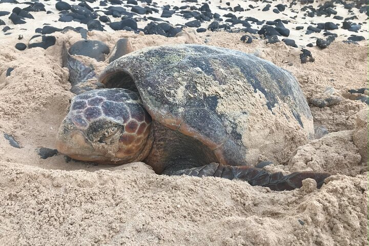 Boa Vista Turtle Watching Experience