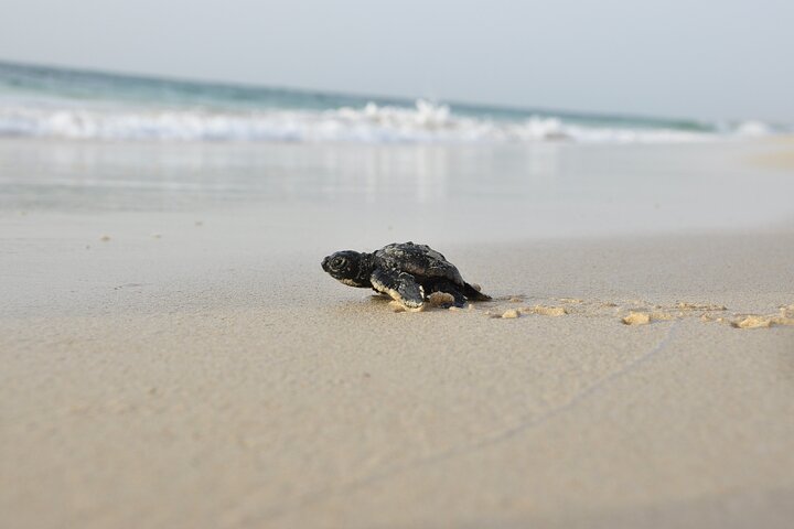 Boa Vista Turtle Watching Experience