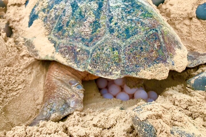 Boa Vista Turtle Watching Experience