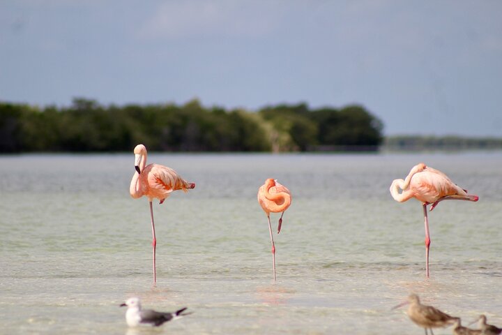 Rio Lagartos+Coloradas Tourist Collective (Lake Rosa)+Cenote