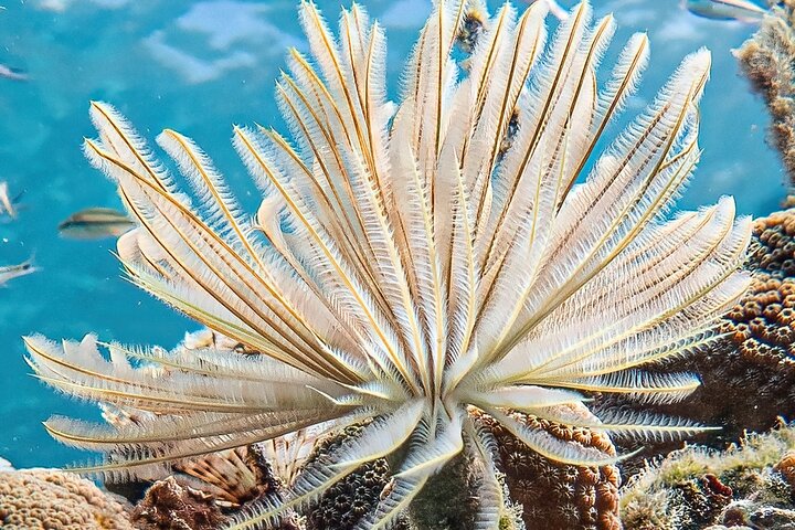 Aquanauts Outing Boat Hiking Palmée Coral Discovery