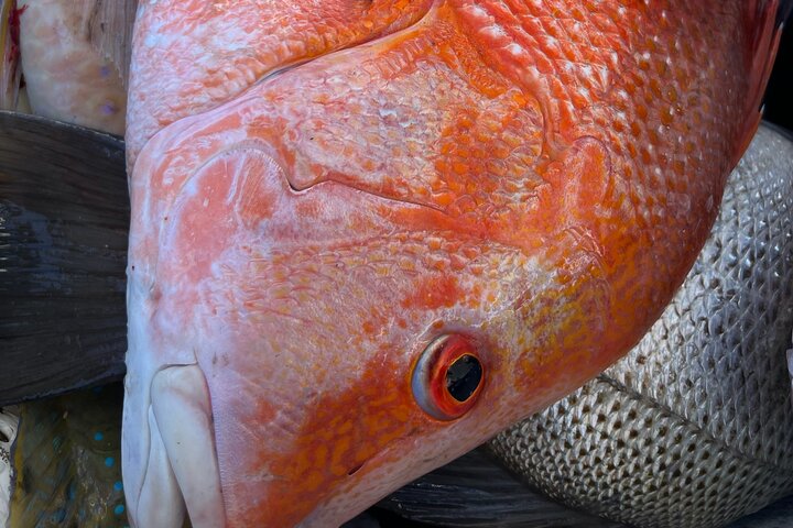 1/2 Day 5 Hour Offshore Fishing Charter