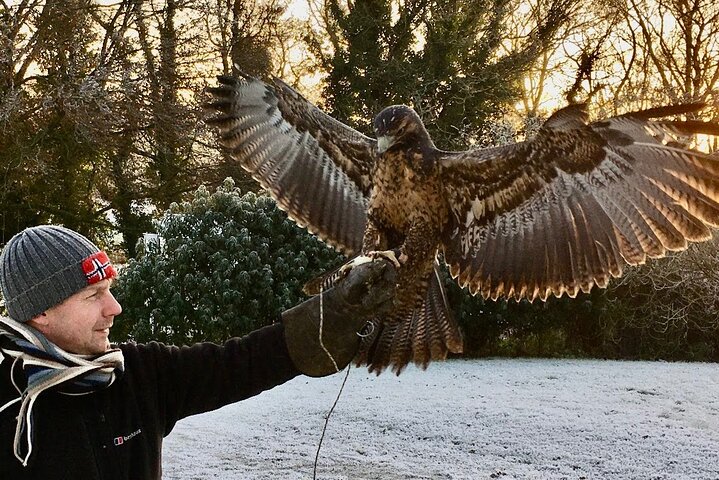 Private Family Bird of Prey Experience in Carlisle