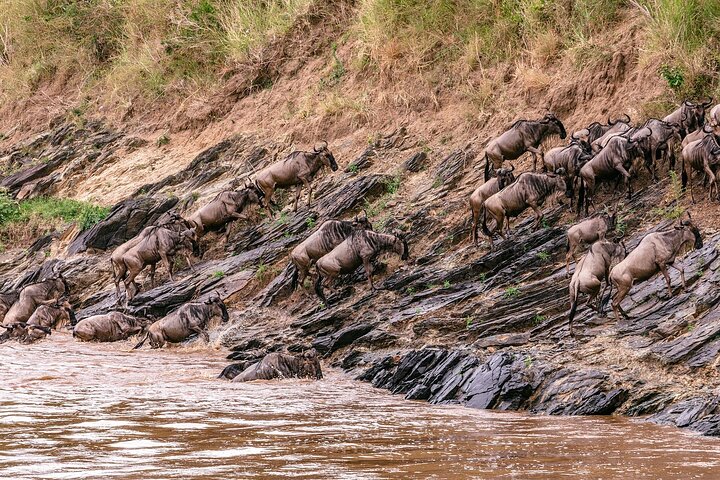 Private game drive safari Tour in Maasai Mara