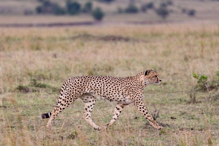 OVERNIGHT SAFARI TO TSAVO EAST NATIONAL PARK FROM MOMBASA orDIANI