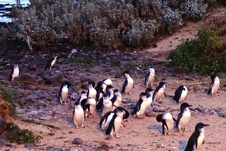 Phillip Island: Golden Hour Penguin Express Tour w/ Island Pickup