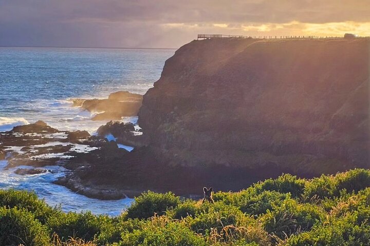 Phillip Island: Golden Hour Penguin Express Tour w/ Island Pickup