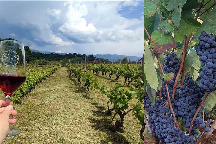 S&S Winery - Wine Tasting Experience in Ohrid
