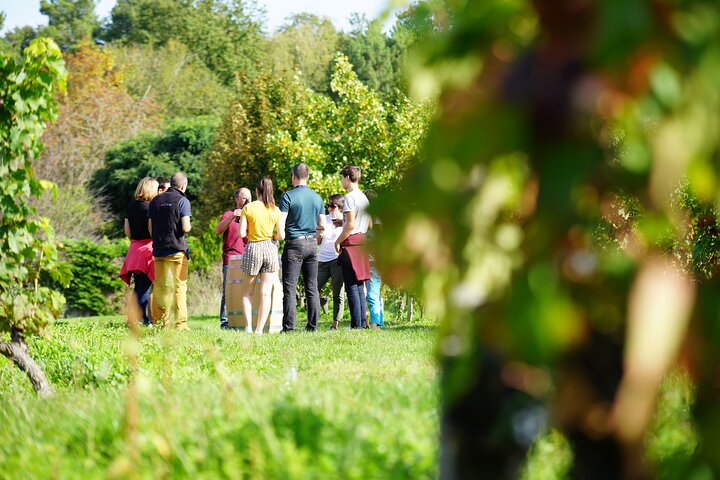 Full Day Wine Tour in Vouvray and Chinon with LUNCH at the winery