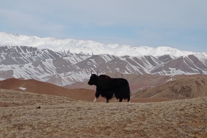 3 days horse back riding to Song-Kul lake whole year round