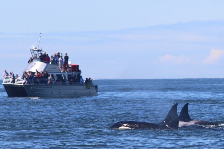 Orca whale tour from Orcas Island