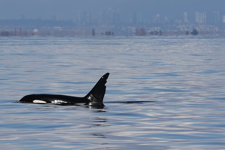 Orca whale tour from Orcas Island