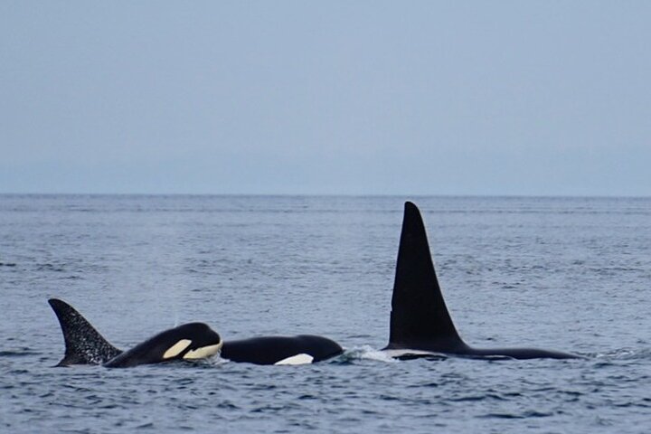 Orca whale tour from Orcas Island