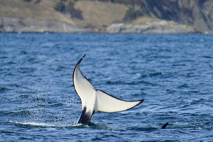 Orca whale tour from Orcas Island