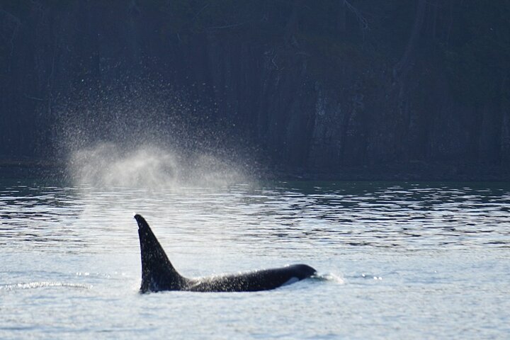 Orca whale tour from Orcas Island