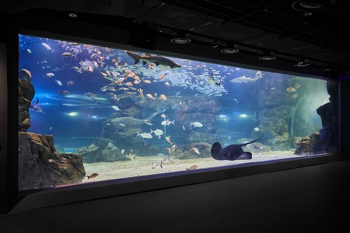 Discounted Entry Ticket for Gwanggyo Aqua Planet (내국인 불가)