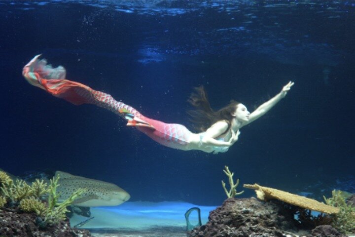 Discounted Entry Ticket for Gwanggyo Aqua Planet (내국인 불가)
