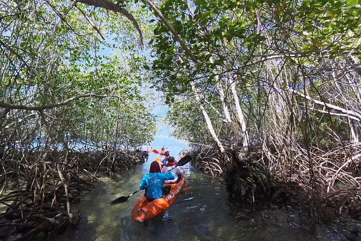 1 Hour Mangrove Tour From Lembongan with Kayak, Paddle, or Boat