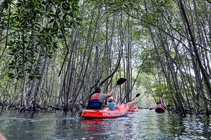 1 Hour Mangrove Tour From Lembongan with Kayak, Paddle, or Boat