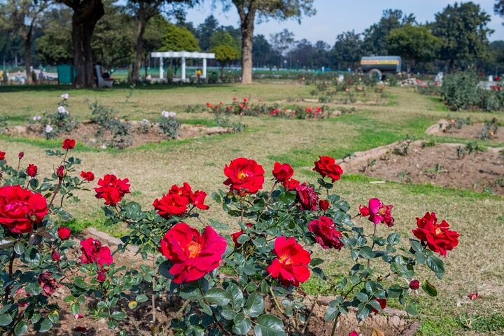 Highlights of the Chandigarh (Guided Half Day City Tour)