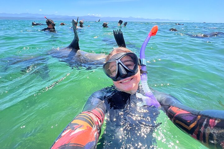 Swim with the Seals in Plettenberg Bay