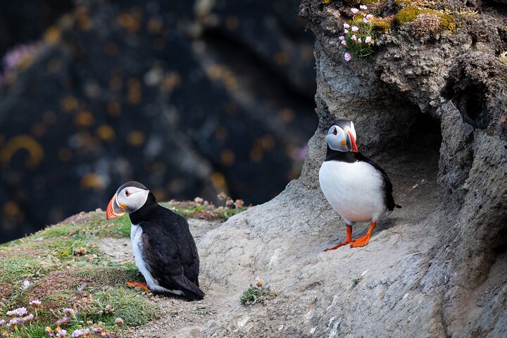 Volcanic Vistas & Puffin Paradise ATV Tour