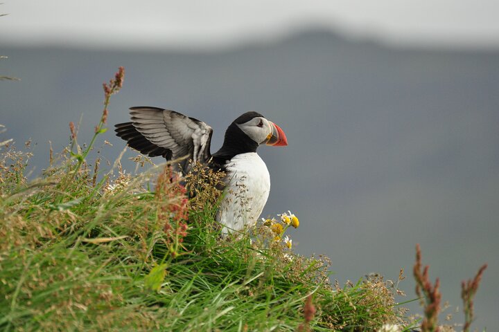 Puffins and Pirates ATV Tour