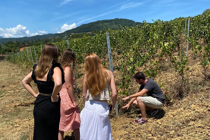 Tasting in a Tuscan Vineyard with transfer from Pisa