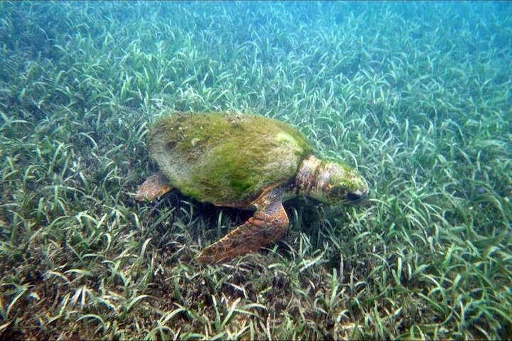 Private Snorkeling and Sightseeing Tour of Antigua