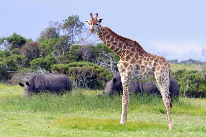 Half-Day Port Elizabeth & Kragga Kamma Reserve
