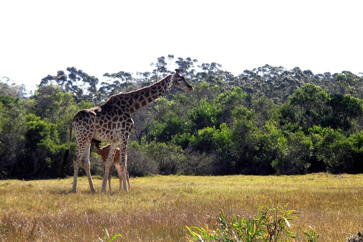 Half-Day Port Elizabeth & Kragga Kamma Reserve
