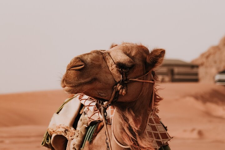 2 Day Private Tour to Petra and Wadi Rum from Amman
