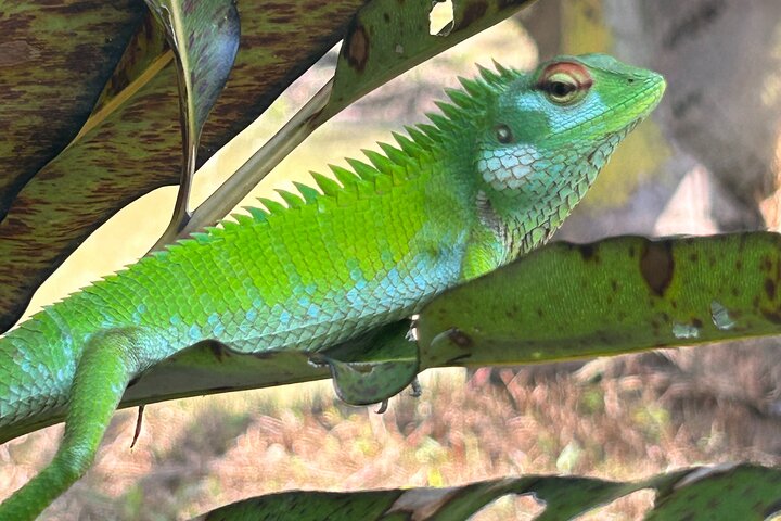2h Bentota River Safari: Crocodiles, Monkeys, Mangrove & more