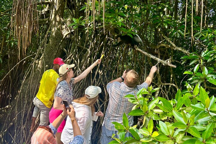 2h Bentota River Safari: Crocodiles, Monkeys, Mangrove & more
