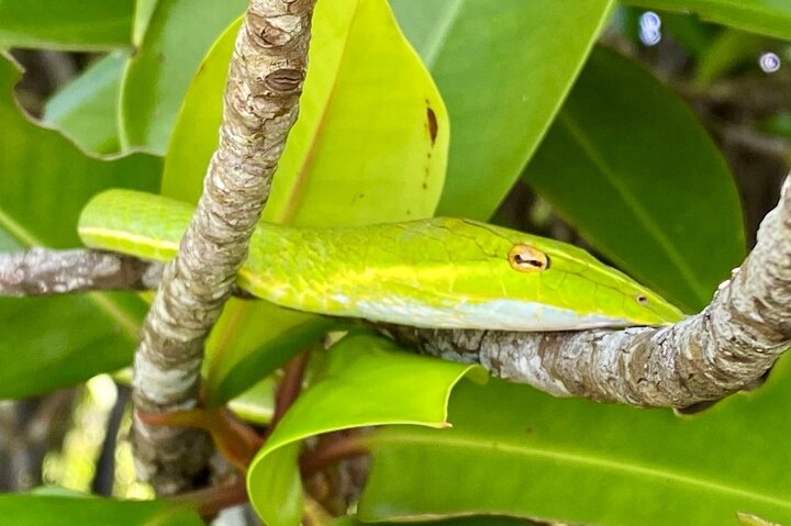 2h Bentota River Safari: Crocodiles, Monkeys, Mangrove & more