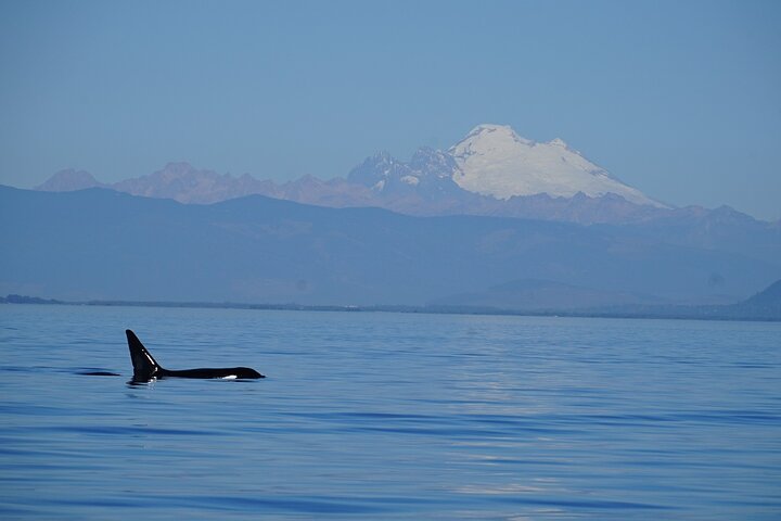 Guaranteed Whale Watching Tour