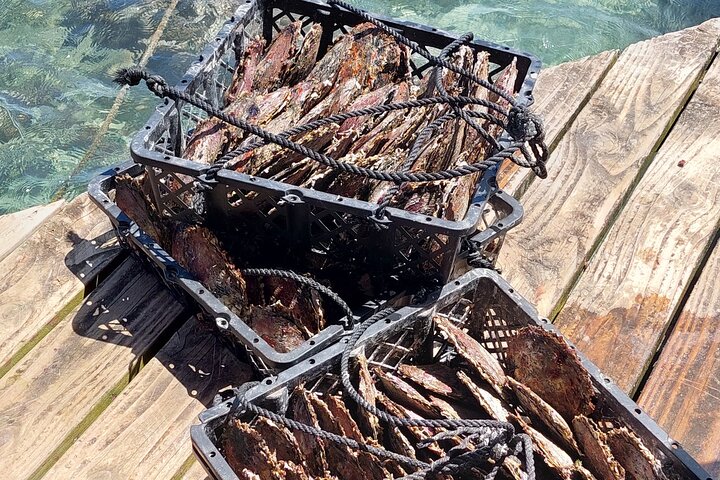 1/2 day "Treasures of Raiatea" by boat - ideal for cruise passengers