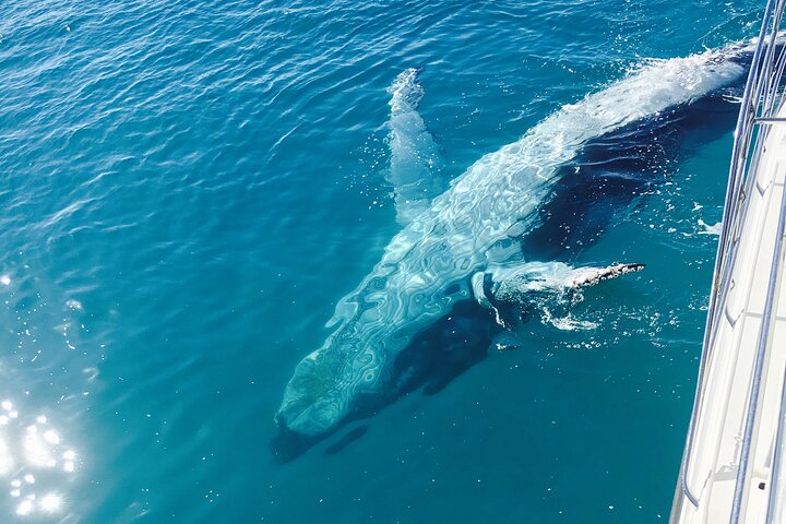 Remote K'gari (Fraser Island) & Whale Experience