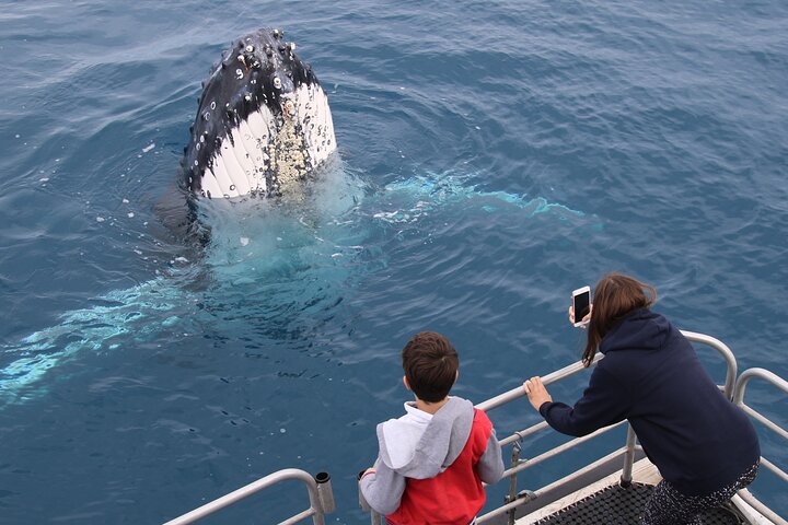 Hervey Bay Whale Watching Cruise
