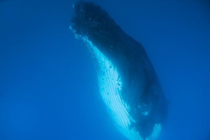 Hervey Bay Whale Watching Cruise