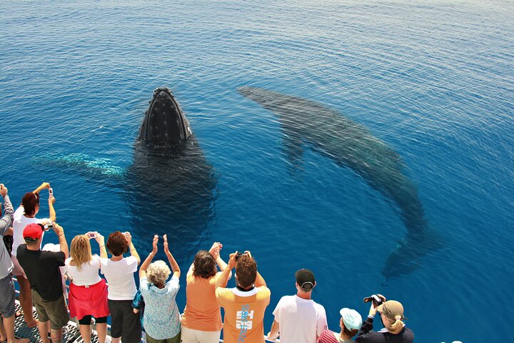Hervey Bay Whale Watching Cruise