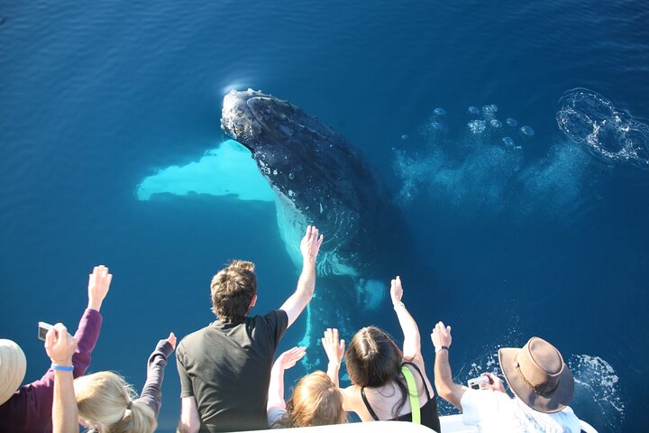 Hervey Bay Whale Watching Cruise