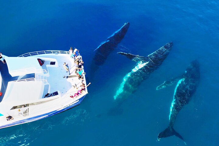 Hervey Bay Whale Watching Cruise