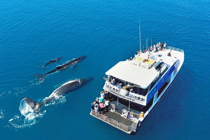 Hervey Bay Whale Watching Cruise