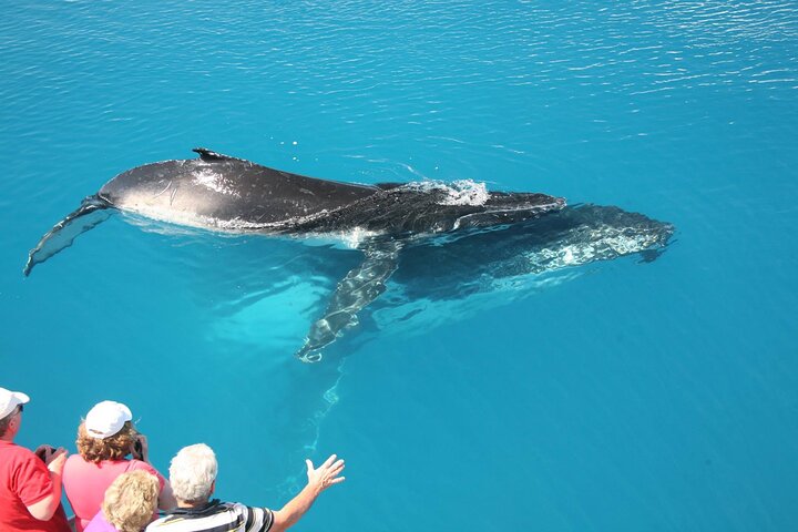 Hervey Bay Whale Watching Cruise