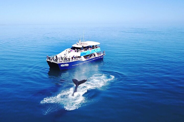 Hervey Bay Whale Watching Cruise